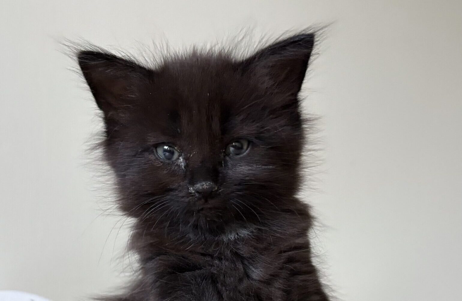 A fluffy black kitten with green eyes sits on a light-coloured surface, looking at the camera. A roll of paper and some objects are blurred in the background.