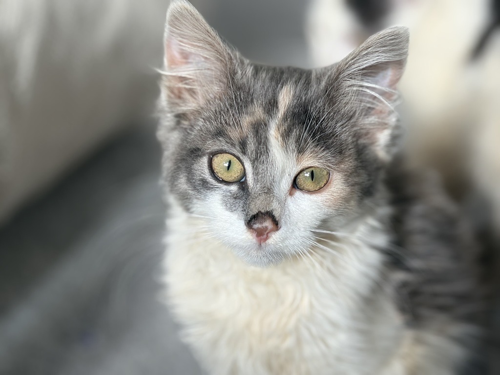 A close-up of a fluffy calico kitten with green eyes, pink nose, and grey, white, and orange fur, looking directly at the camera.