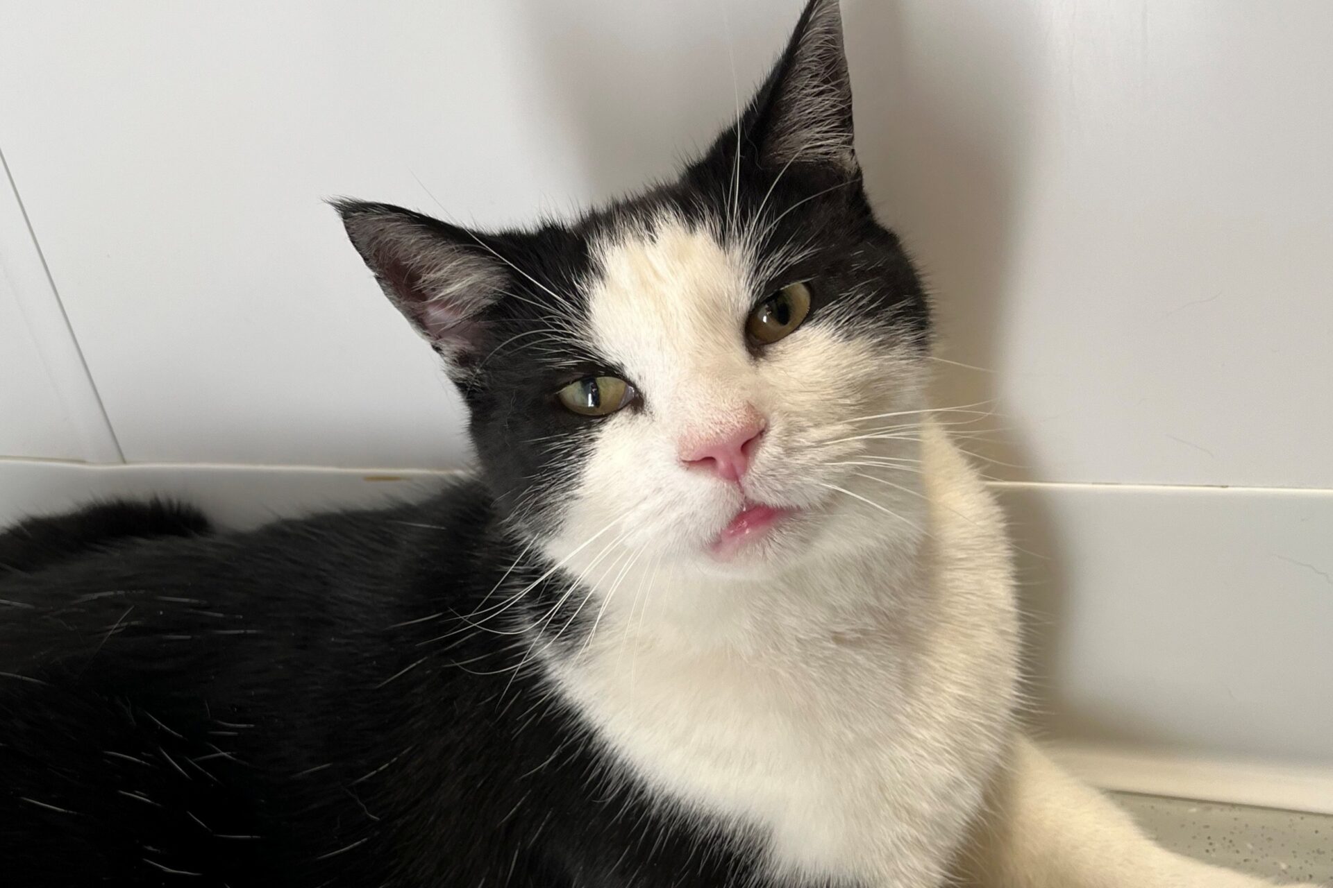 A black and white cat with a pink nose and yellow eyes sits against a white background, looking directly at the camera with a relaxed expression.