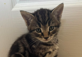 A small tabby kitten with big green eyes sits on tan carpet in front of a white door, looking slightly up at the camera.