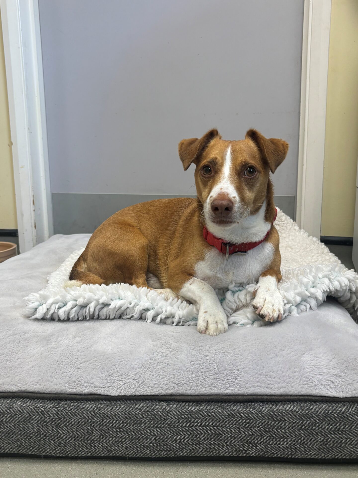 A small brown and white dog with a red collar lies on a grey dog bed, looking at the camera. The background includes a light-coloured wall and a closed door.
