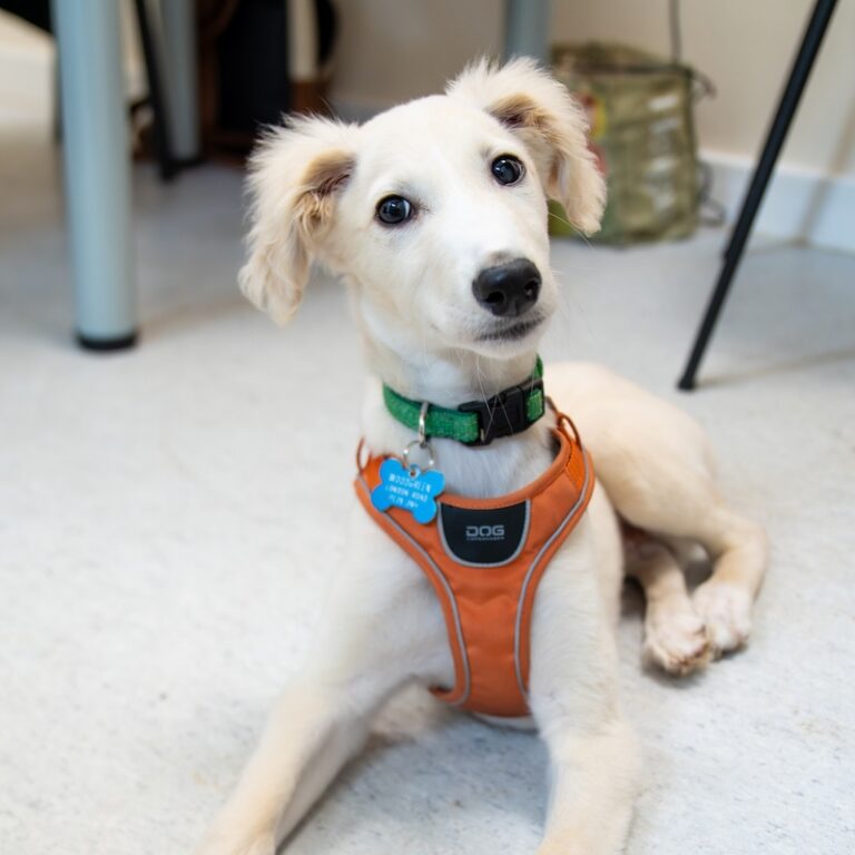 A cream-coloured puppy wearing an orange harness and green collar with a blue name tag sits indoors on a light-coloured floor, looking up with its head tilted.