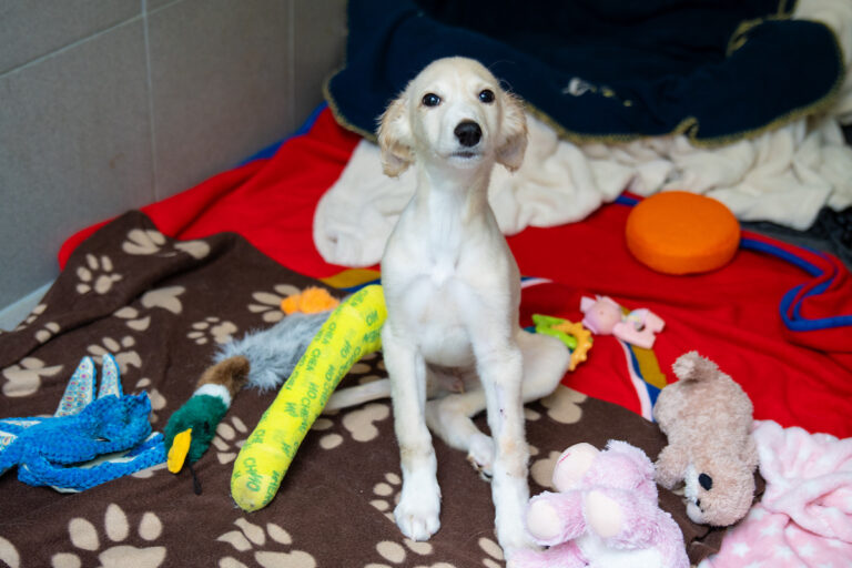 A small, light-coloured puppy with a shaved front leg and bandage sits on blankets surrounded by colourful toys in a cosy indoor setting.