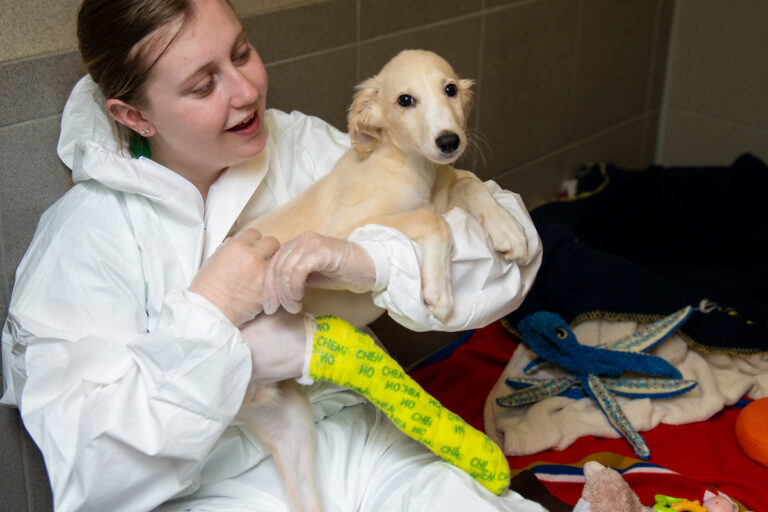 A woman in protective clothing holds a small dog with a yellow bandaged leg in an animal care setting, with toys and blankets visible in the background.
