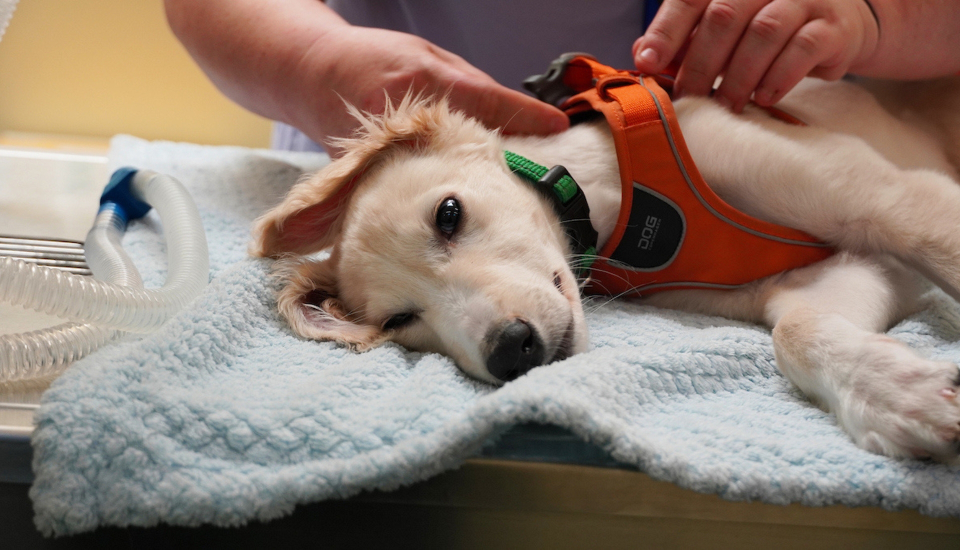 A light-coloured puppy lies on a blue blanket at a veterinary surgery, wearing an orange harness. A person's hands gently comfort the puppy, who appears relaxed and slightly sleepy.