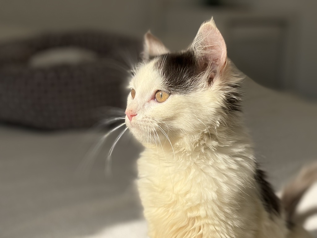 A fluffy white and black kitten with yellow eyes sits in sunlight, looking to the left, with a soft bed blurred in the background.