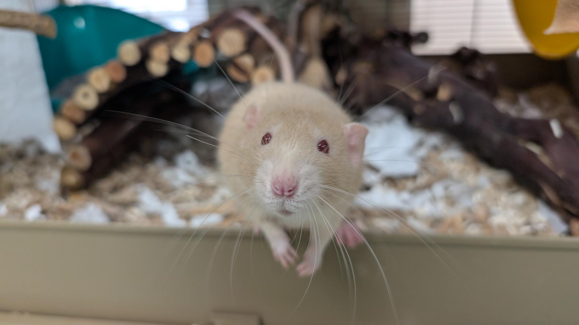 A light brown rat with pink nose and whiskers stands on its hind legs in a cage with cardboard bedding and logs in the background, looking directly at the camera.
