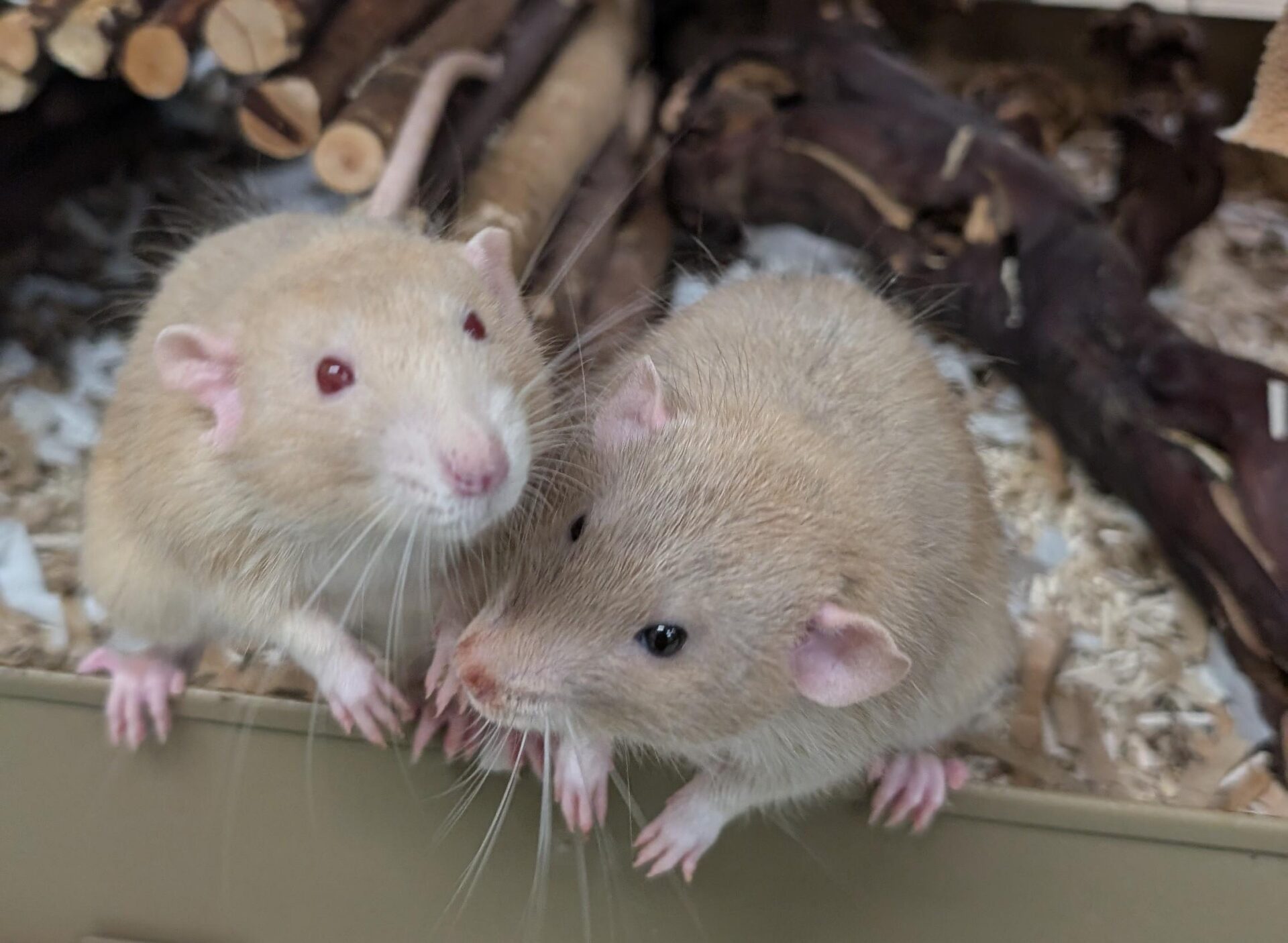 Two light brown rats with pink ears and noses stand on their hind legs, resting their front paws on the edge of a cage, surrounded by cardboard bedding.
