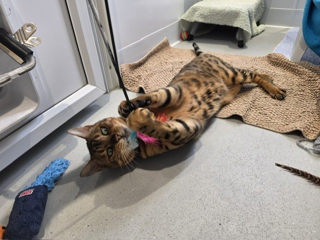 A Bengal cat lies on its back on a rug, playing with a feather toy on a string in a brightly lit room with pet accessories visible.