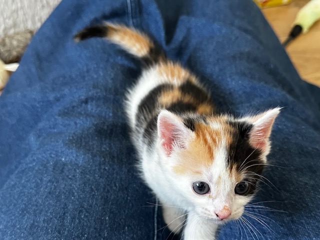 A small calico kitten with orange, black, and white fur is sitting on a person's lap, who is wearing blue jeans. The kitten looks up with wide eyes.
