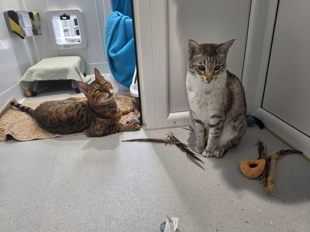 Two cats are in a bright room. One cat with stripes is lying on a tan mat, looking up. The other, with a lighter coat, is sitting near toys and feathers on the floor. A blue towel hangs on the door.