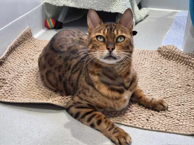 A Bengal cat with a spotted coat lies on a textured beige mat, looking up. A colourful toy ball is partly visible behind the cat, and soft fabric covers objects in the background.