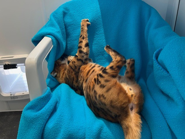 A spotted cat is playfully lying on its back on a bright blue blanket draped over a chair, with one paw stretched up and its head partially upside down.