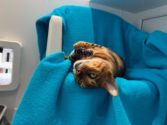 A brown and black tabby cat lies on its back on a bright blue blanket, looking up with green eyes. The cat appears relaxed and comfortable inside a cosy indoor space.