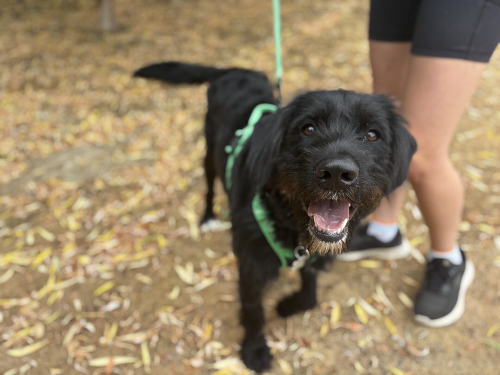 A happy black dog, Eric the Labradoodle, on a green lead stands on a leafy path next to a person wearing black shorts and trainers.