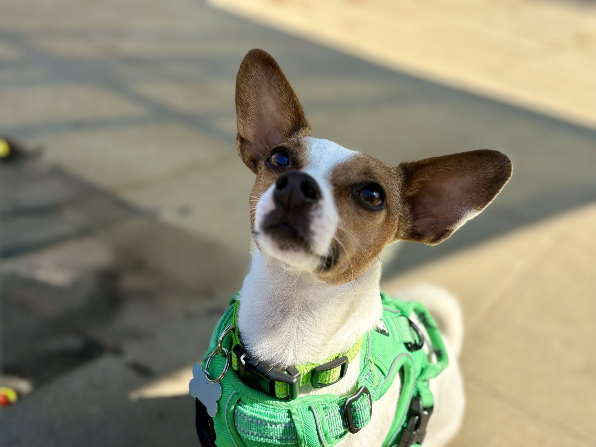 Small dog with white and brown fur looks up while wearing a bright green harness. The background is sunlit pavement with soft shadows.