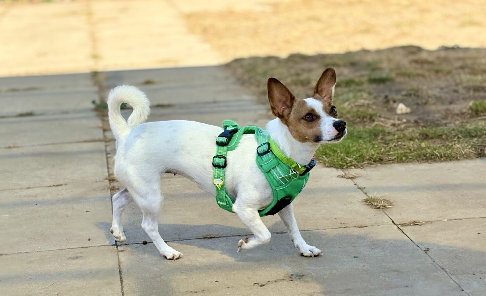 A small white dog with brown spots and a green harness walks on a paved path, looking alert with its ears up and tail curled. Grass and earth patches are visible in the background.