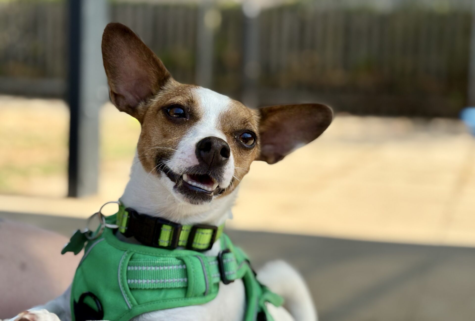 A small dog with large ears and a green harness looks at the camera with its mouth slightly open, appearing happy and alert. The background is blurred, showing an outdoor setting with a fence.