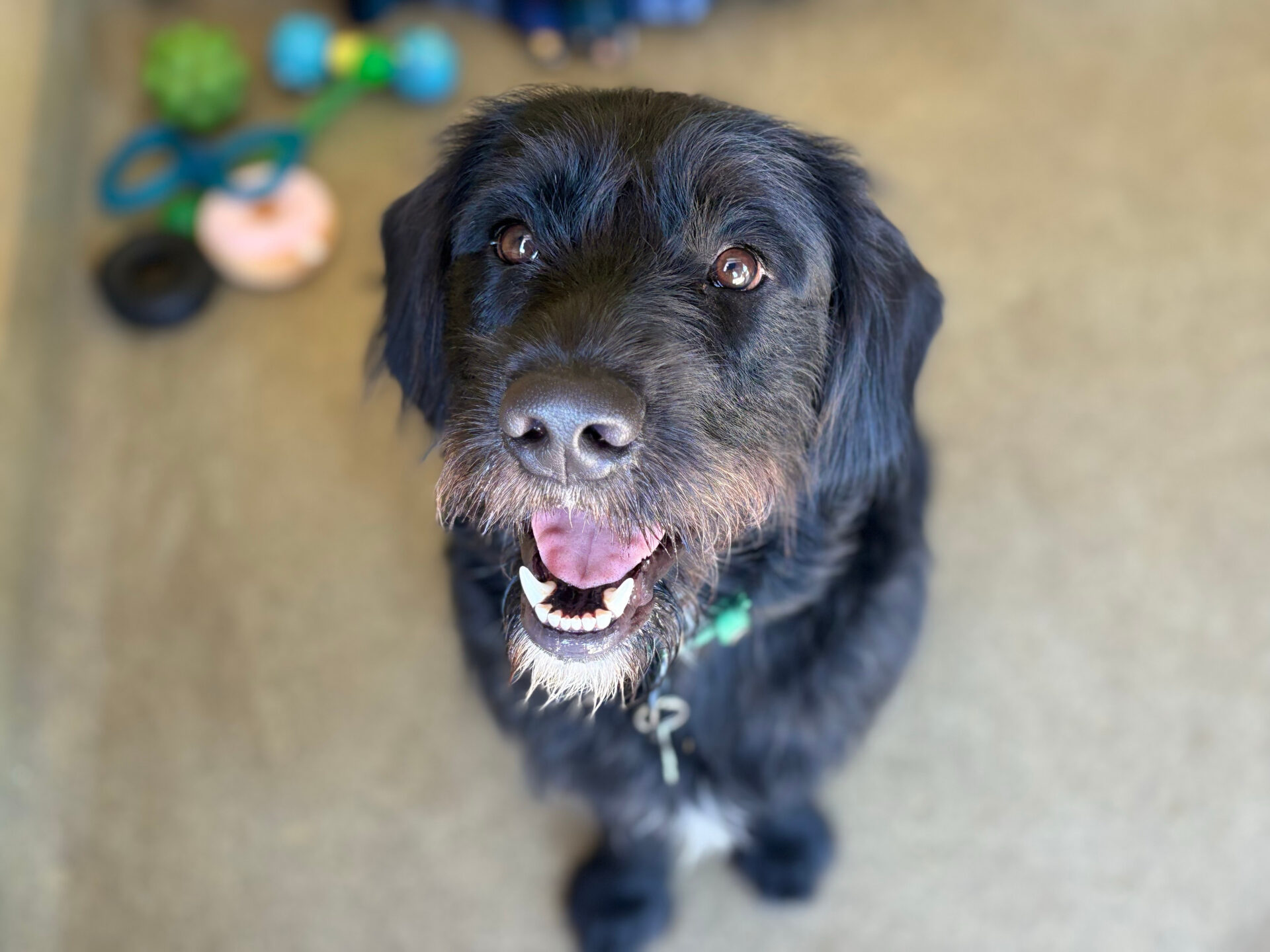 A black dog with a scruffy coat sits indoors, looking up with its mouth open in a happy expression. Dog toys are blurred in the background.