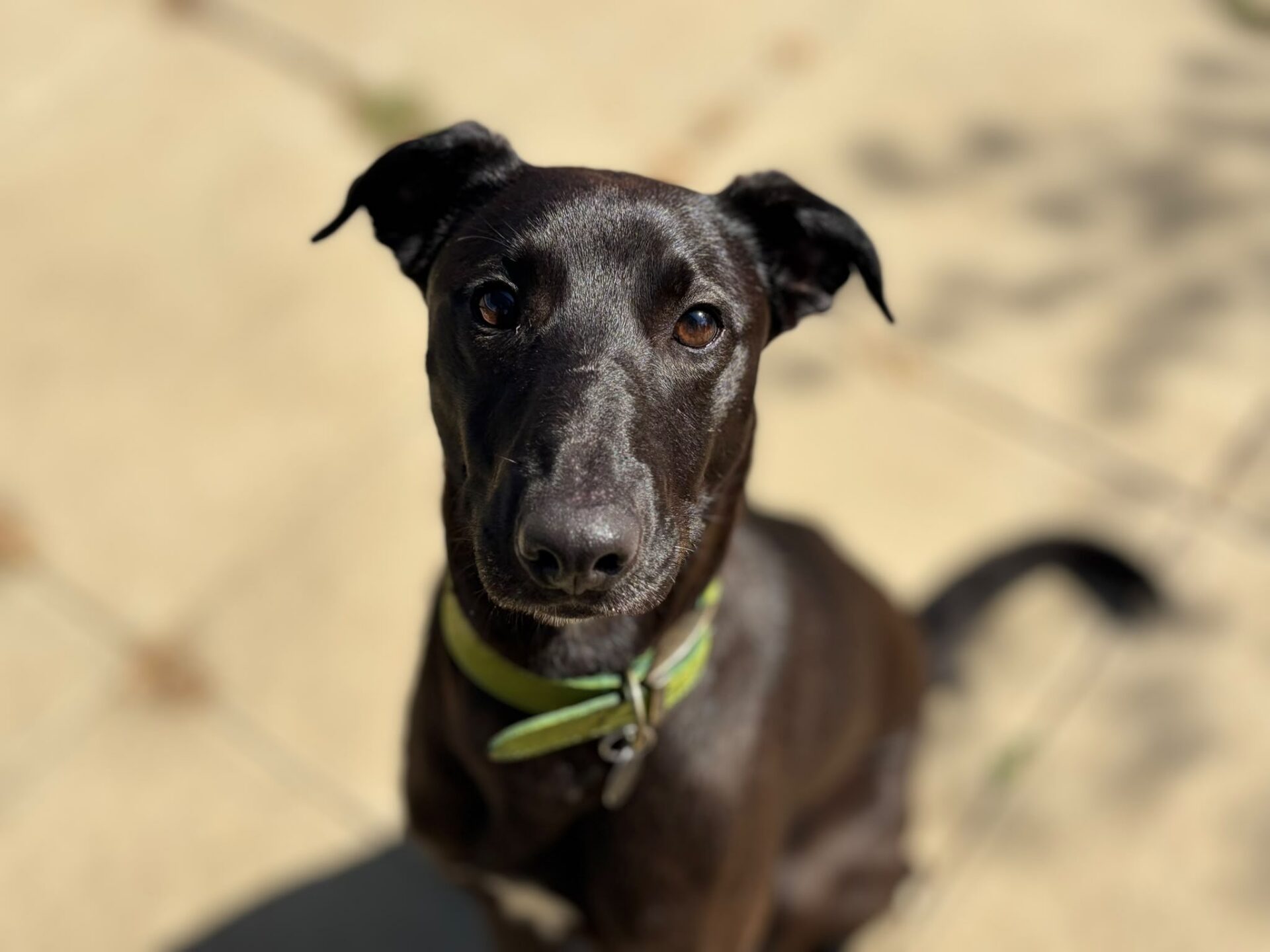 A black dog with a green collar sits on a sunlit patio, looking up at the camera with alert eyes. The background is softly blurred, drawing focus to the dog's expressive face.