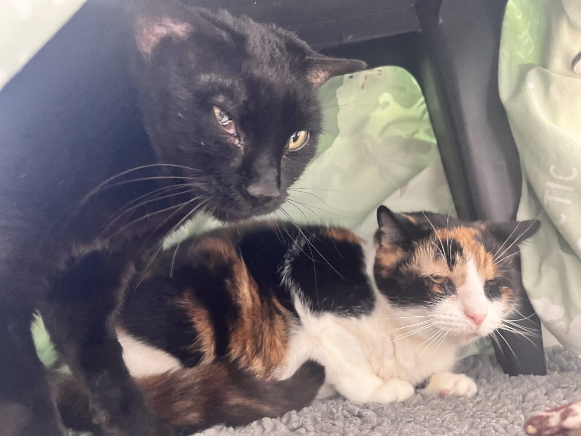 A black cat stands over a calico cat resting on a grey mat.