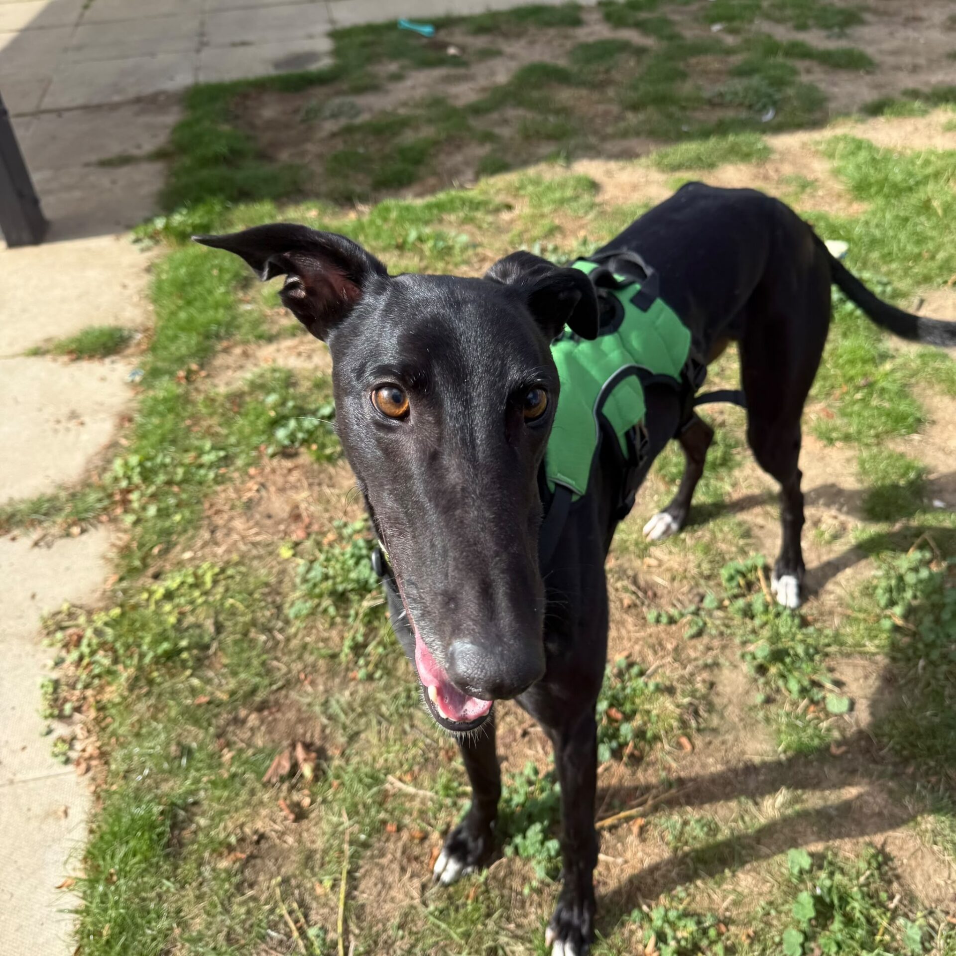 A black greyhound named Reggie Greyhound, wearing a green harness, stands on grass looking up at the camera with its mouth slightly open and ears pricked.