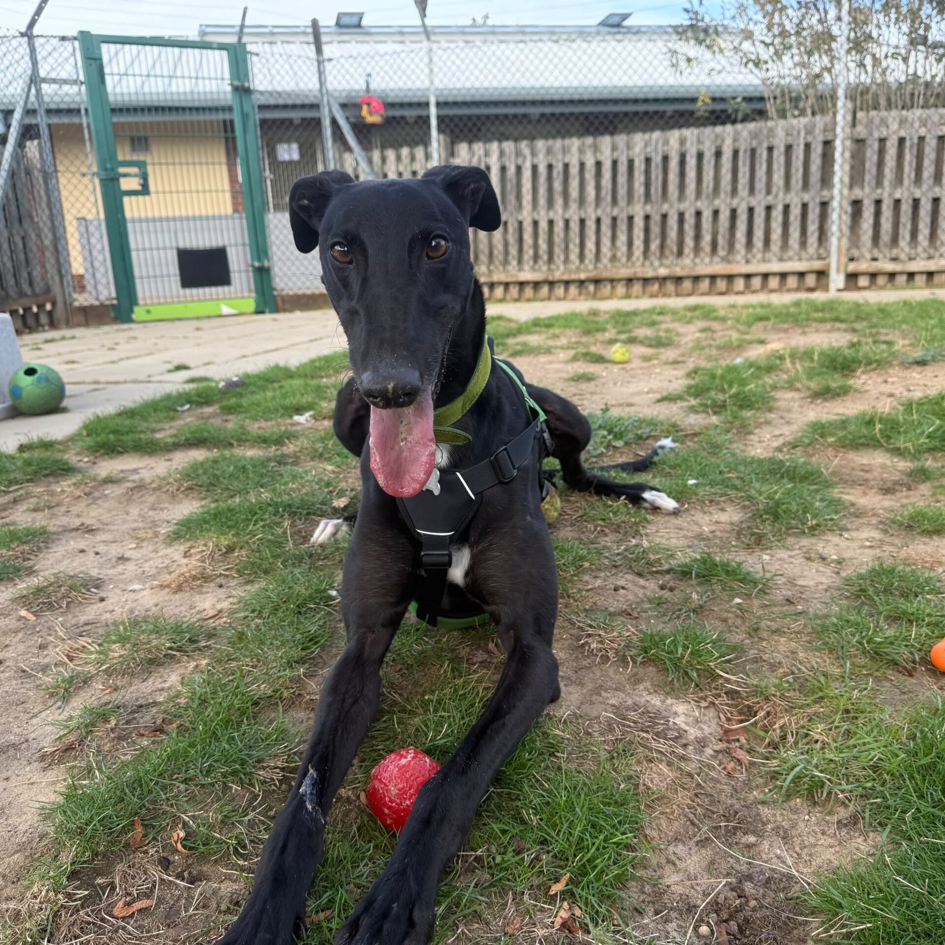 Reggie Greyhound, a black dog with a green collar and harness, lies on patchy grass, tongue out, with a red ball in front. There’s a fenced area and toys scattered about.