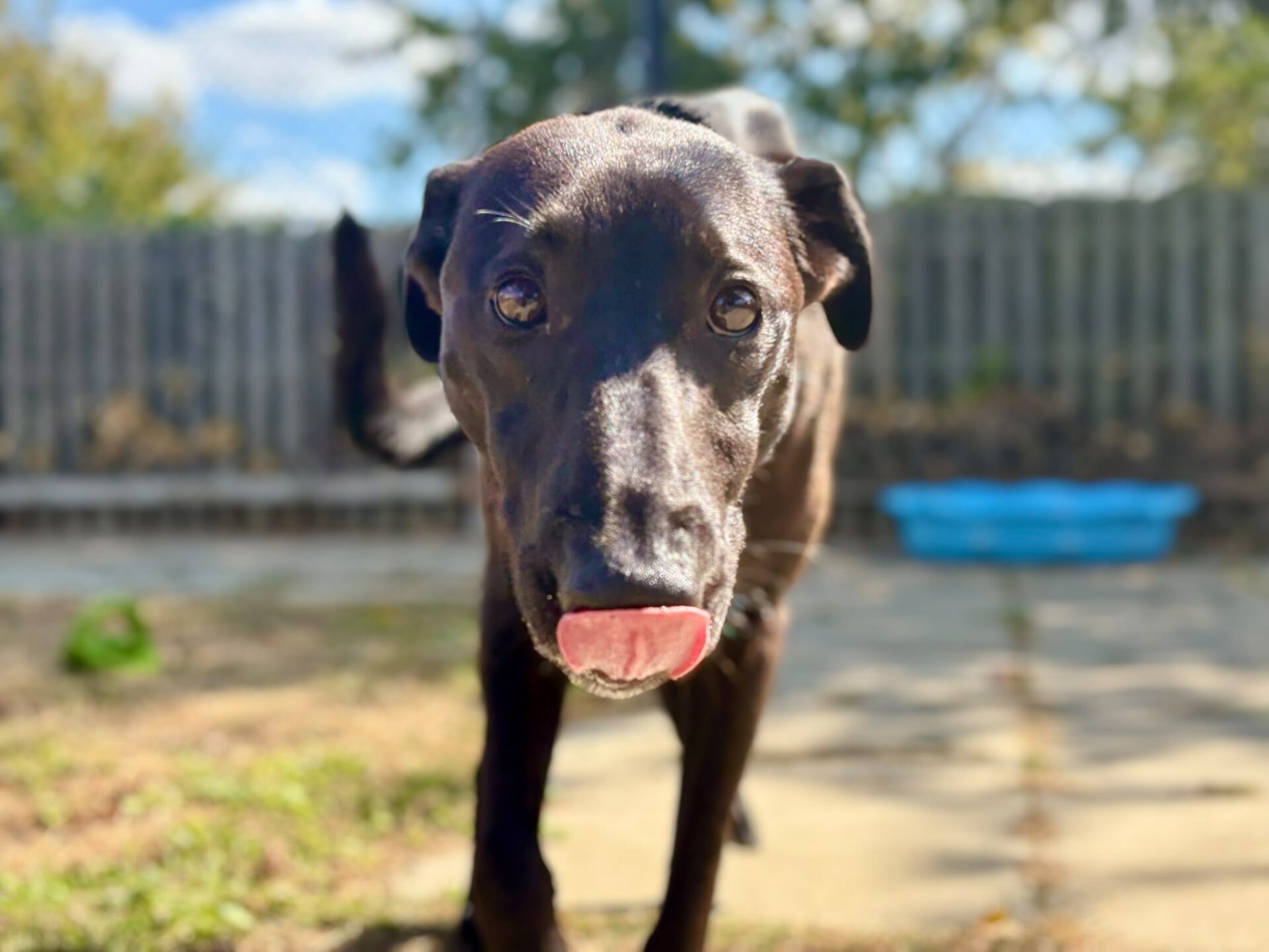 A black dog stands outside on a sunny day, looking at the camera with its tongue out, touching its nose. A blue plastic paddling pool and fence are visible in the background.