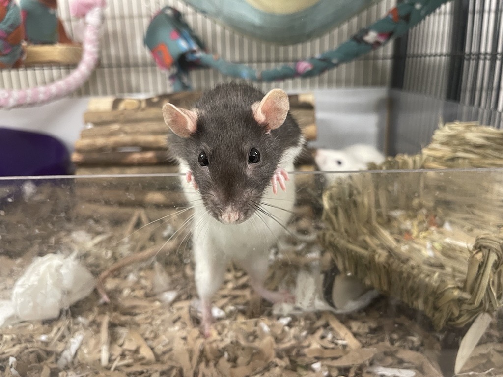 A black and white rat stands on its hind legs, peering over a clear barrier in a cage filled with bedding, toys, and a woven house.