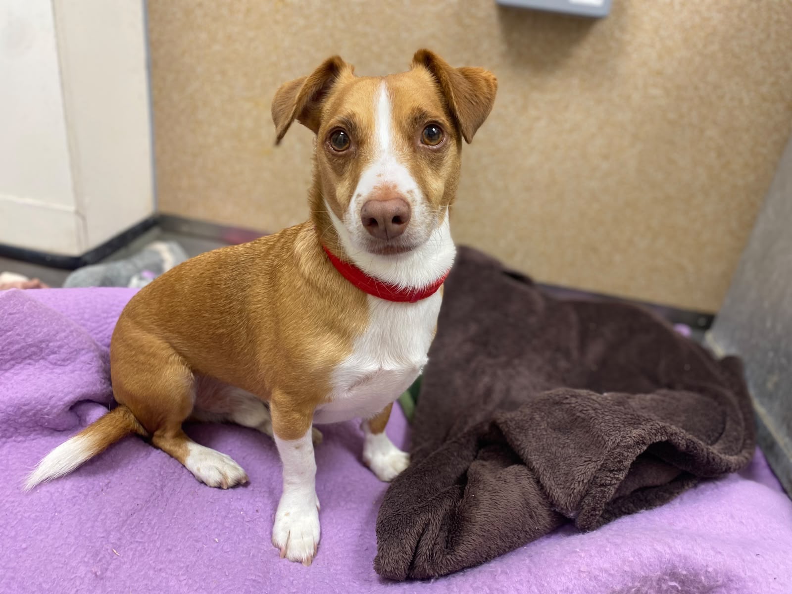 A small brown and white dog with a red collar sits on a purple blanket next to a brown blanket, looking up with alert ears in an indoor setting.