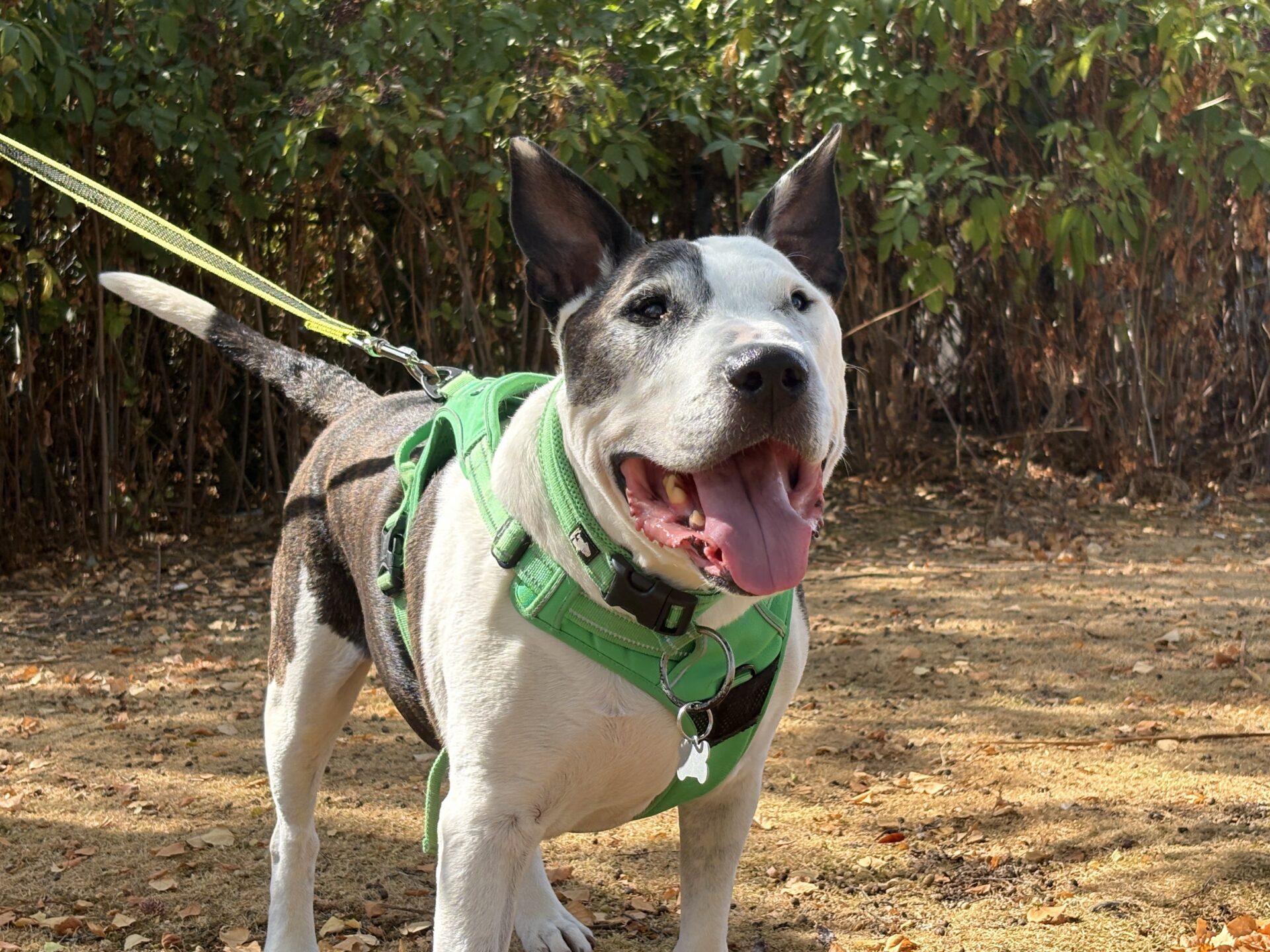 A happy black and white English Bull Terrier wearing a green harness stands on a dirt path with its tongue out, surrounded by leafy bushes.