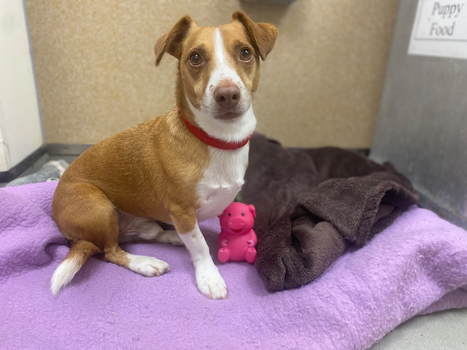 A brown and white dog with a red collar sits on a purple blanket next to a pink pig toy in a cosy room.