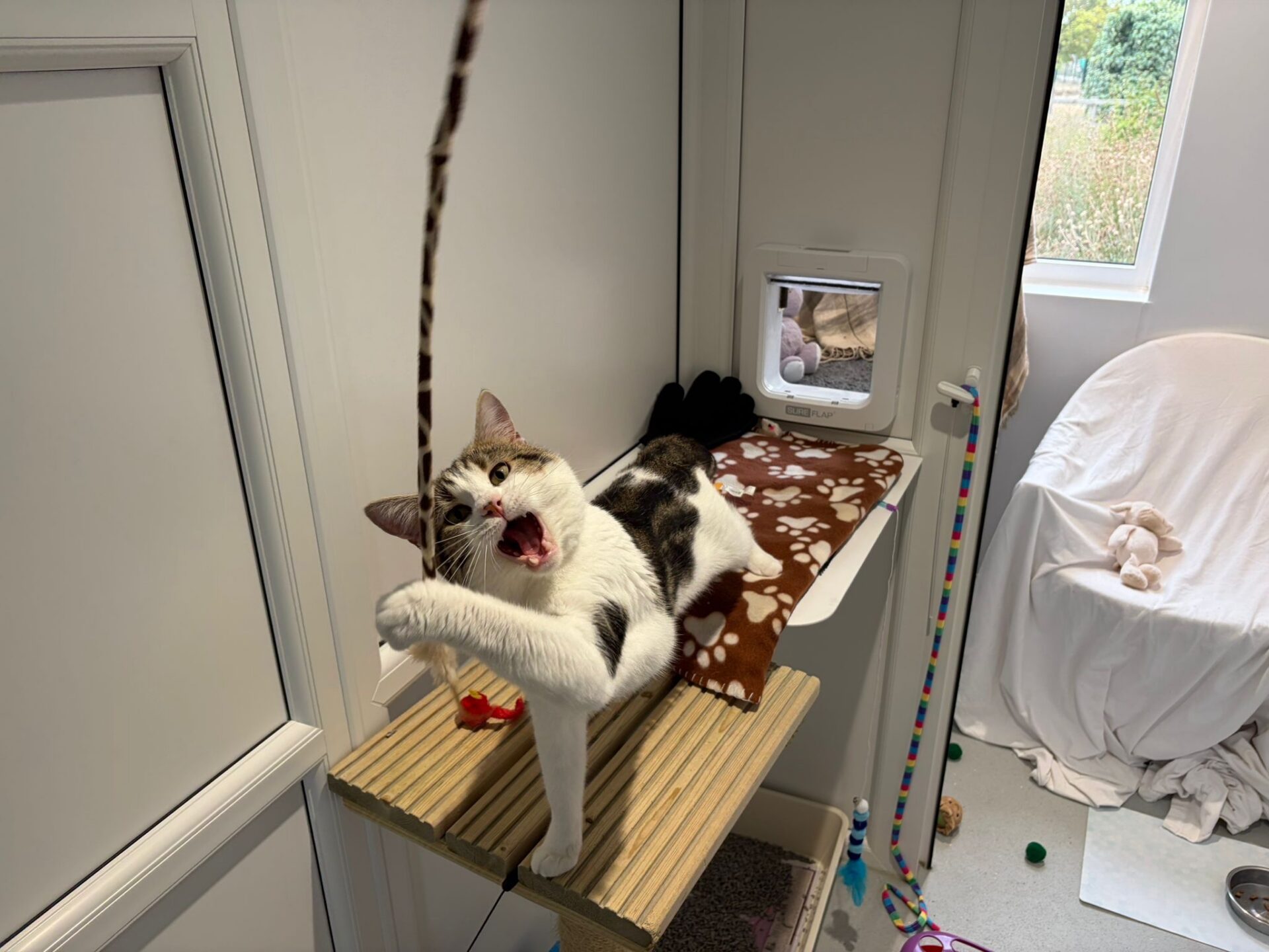 A white and grey cat lounges on a perch, playfully swatting at a dangling toy. Its mouth is open and eyes wide. The room has a window, a cat flap, and various toys scattered on the floor.