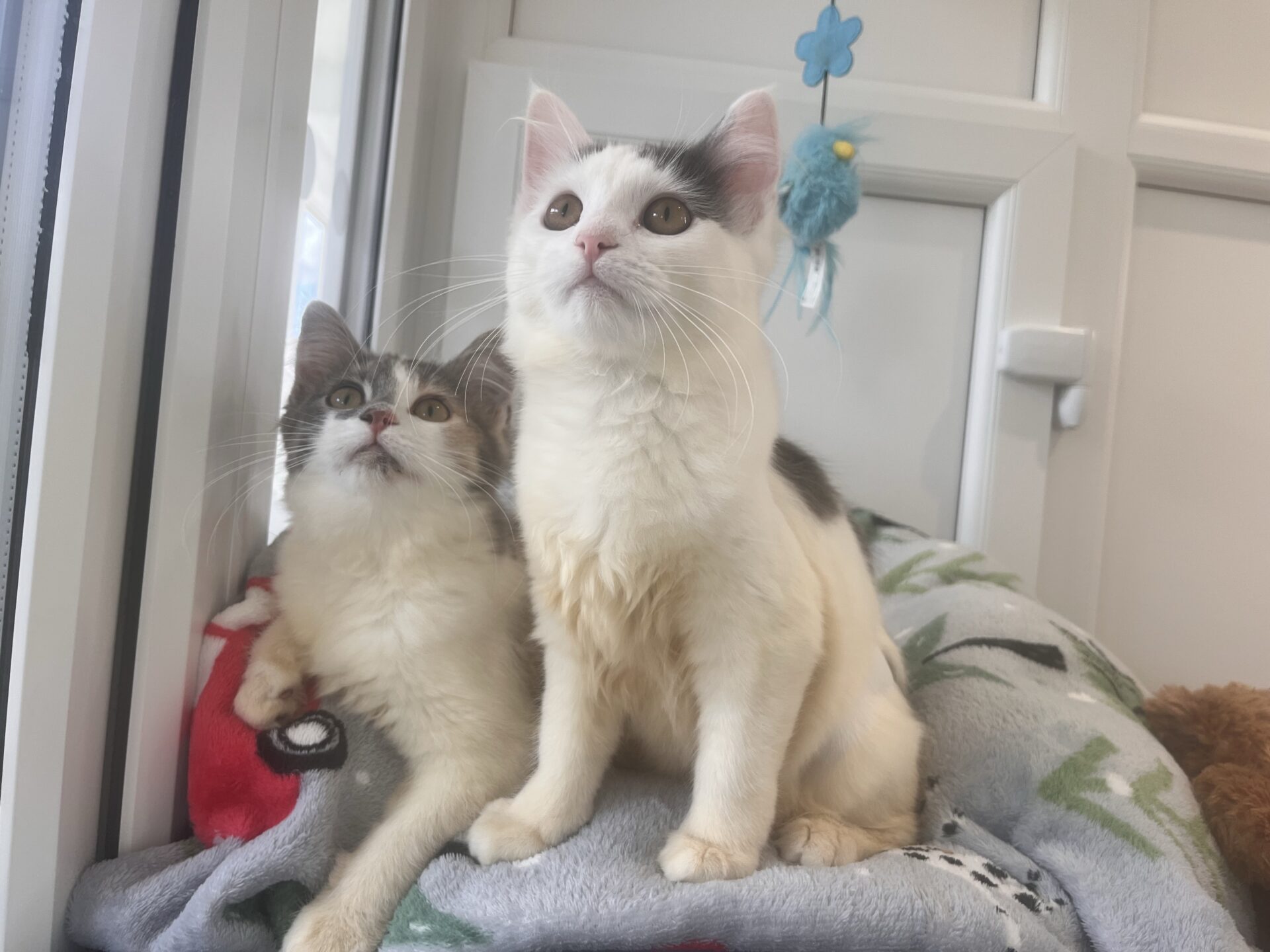 Two cats sit closely together on a soft blanket by a window, looking up. One cat is mostly white with black markings, and the other has a mix of grey and white fur. A blue toy hangs behind them.