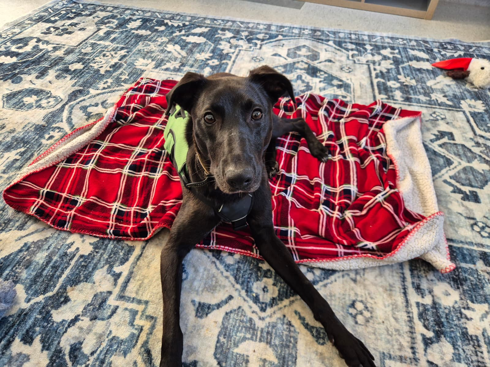 A black Lurcher dog named Ferb with a green harness lies on a red checked blanket on a blue patterned rug, looking up at the camera. A soft toy can be seen in the upper right corner.