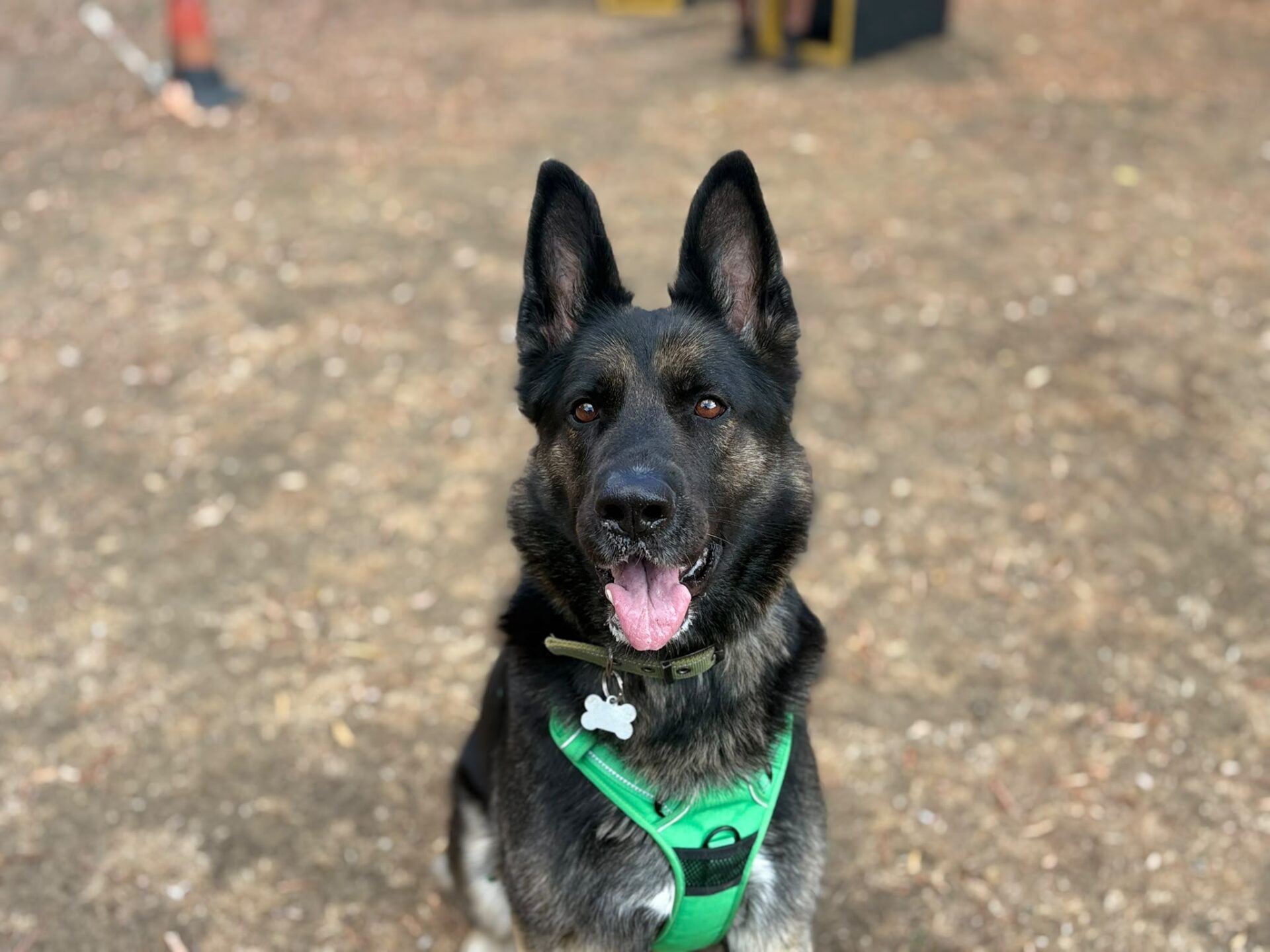 A German Shepherd Dog wearing a green harness sits on a dirt ground, looking at the camera with its mouth open and tongue out. The background is blurred.