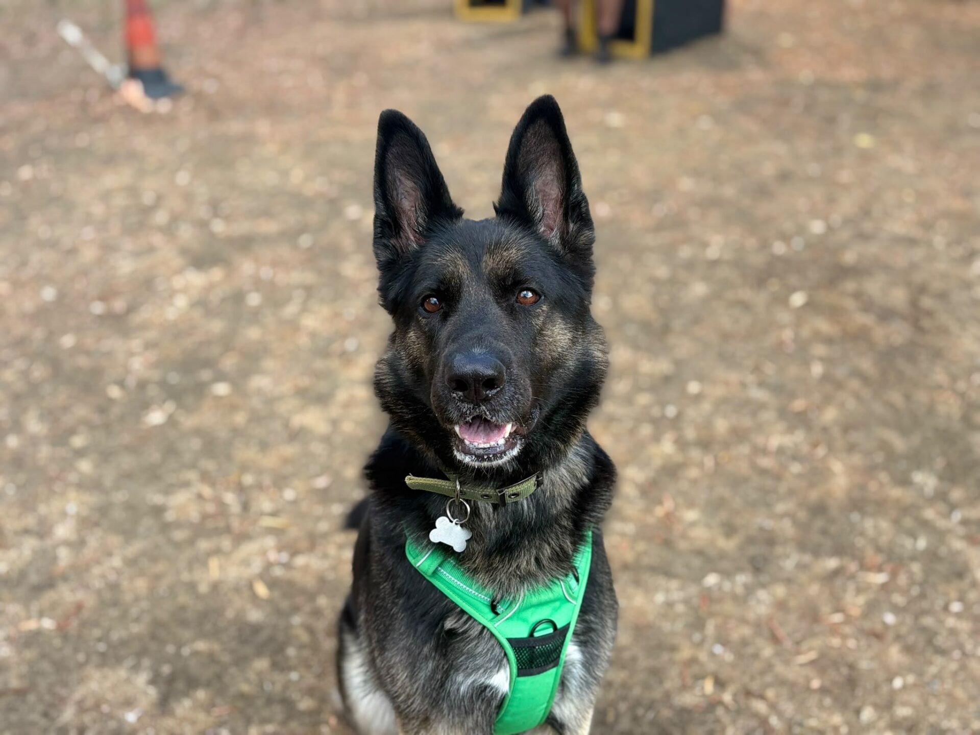 A loyal German Shepherd Dog wearing a green harness sits on the dirt ground, looking at the camera with its ears up.