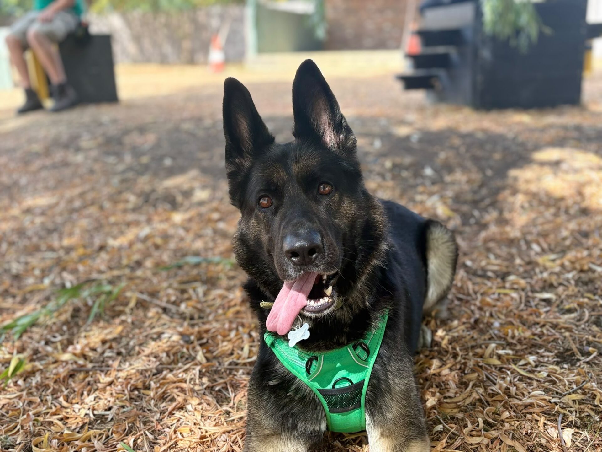 A black and tan German Shepherd Dog with a green harness lies on the ground, tongue out, looking at the camera. The background is outdoors with blurred benches, foliage, and a person sitting.
