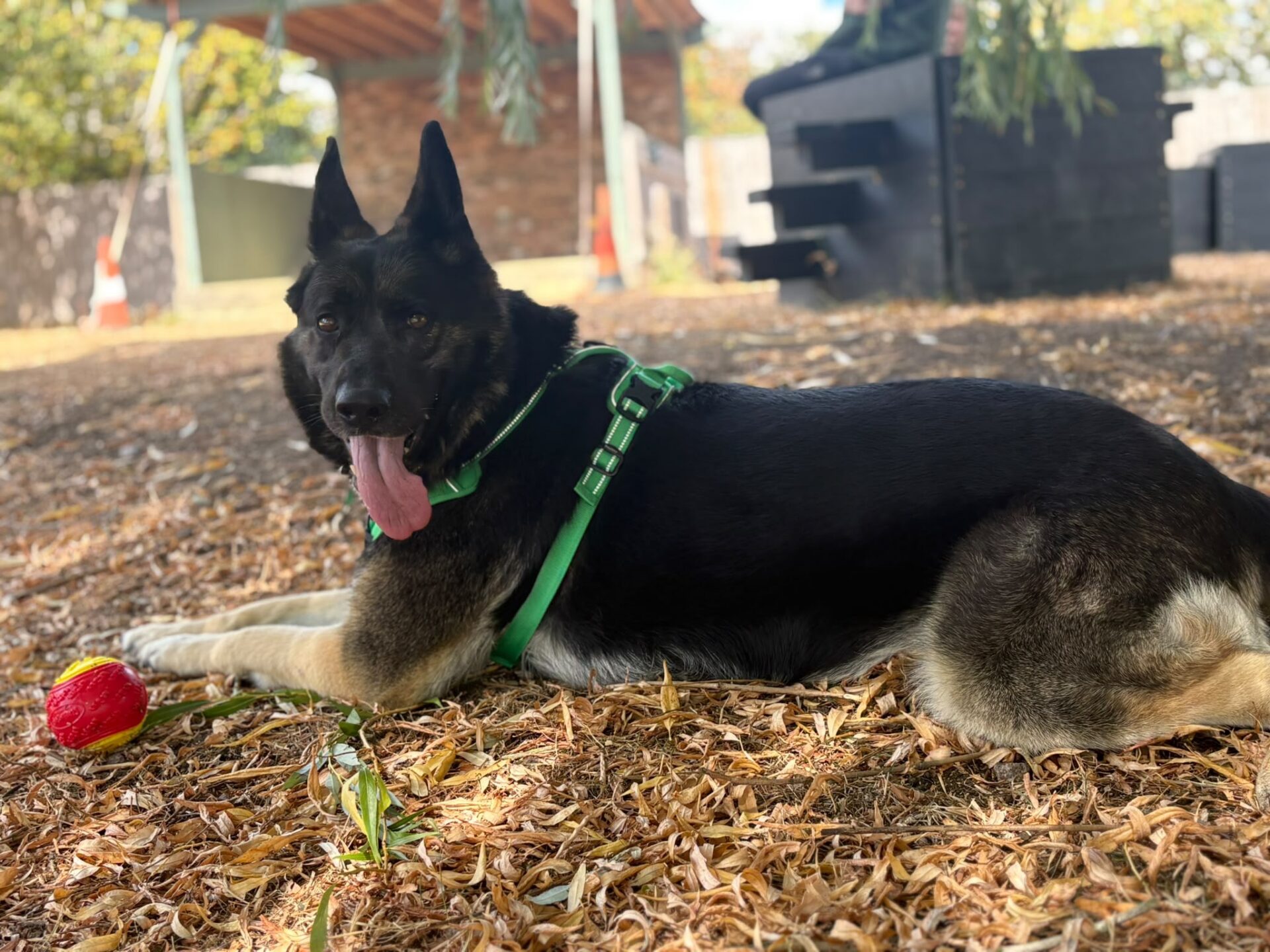 A large black and tan German Shepherd Dog with a green harness lies on the ground covered in dry leaves, panting with its tongue out. A red toy sits near its front paws. The background shows outdoor structures and trees.