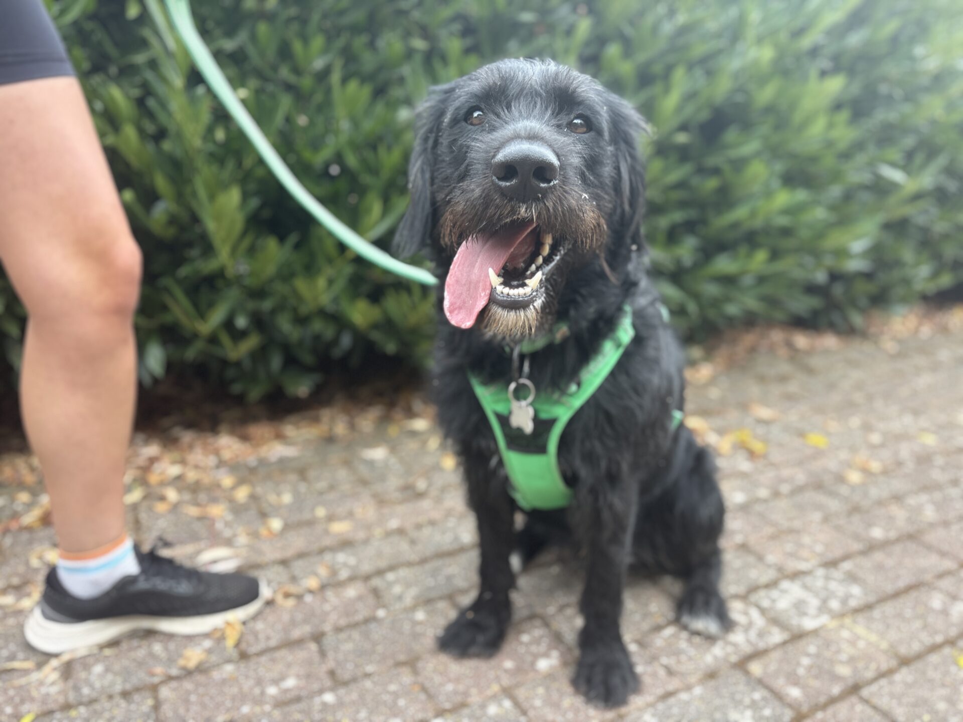 A happy black dog, Eric the Labradoodle, with a green harness sits on a brick path, panting with its tongue out. Part of a person holding the lead is visible on the left. Green bushes are in the background.