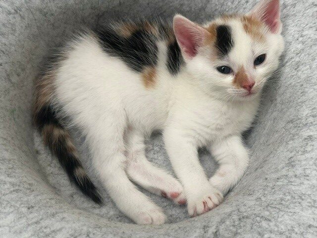 A small white kitten with black and orange spots lies curled up on a soft, light grey surface, looking relaxed and slightly sleepy.