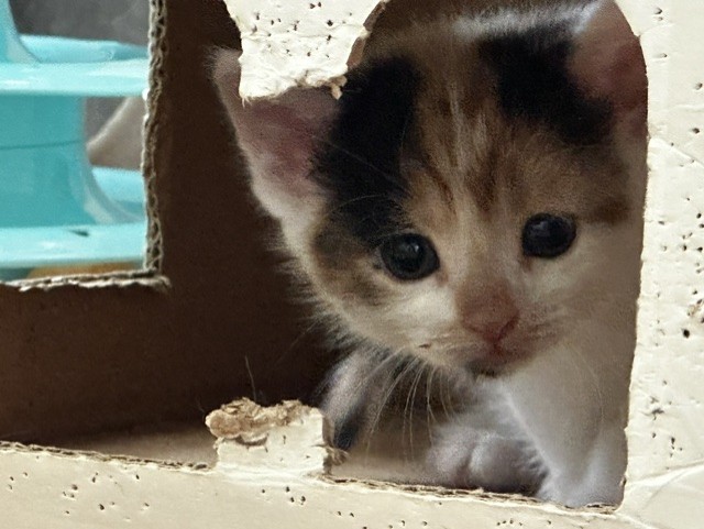 A small kitten with big eyes peers through a jagged hole in a cardboard box. The background is blurred, showing a hint of a turquoise object.