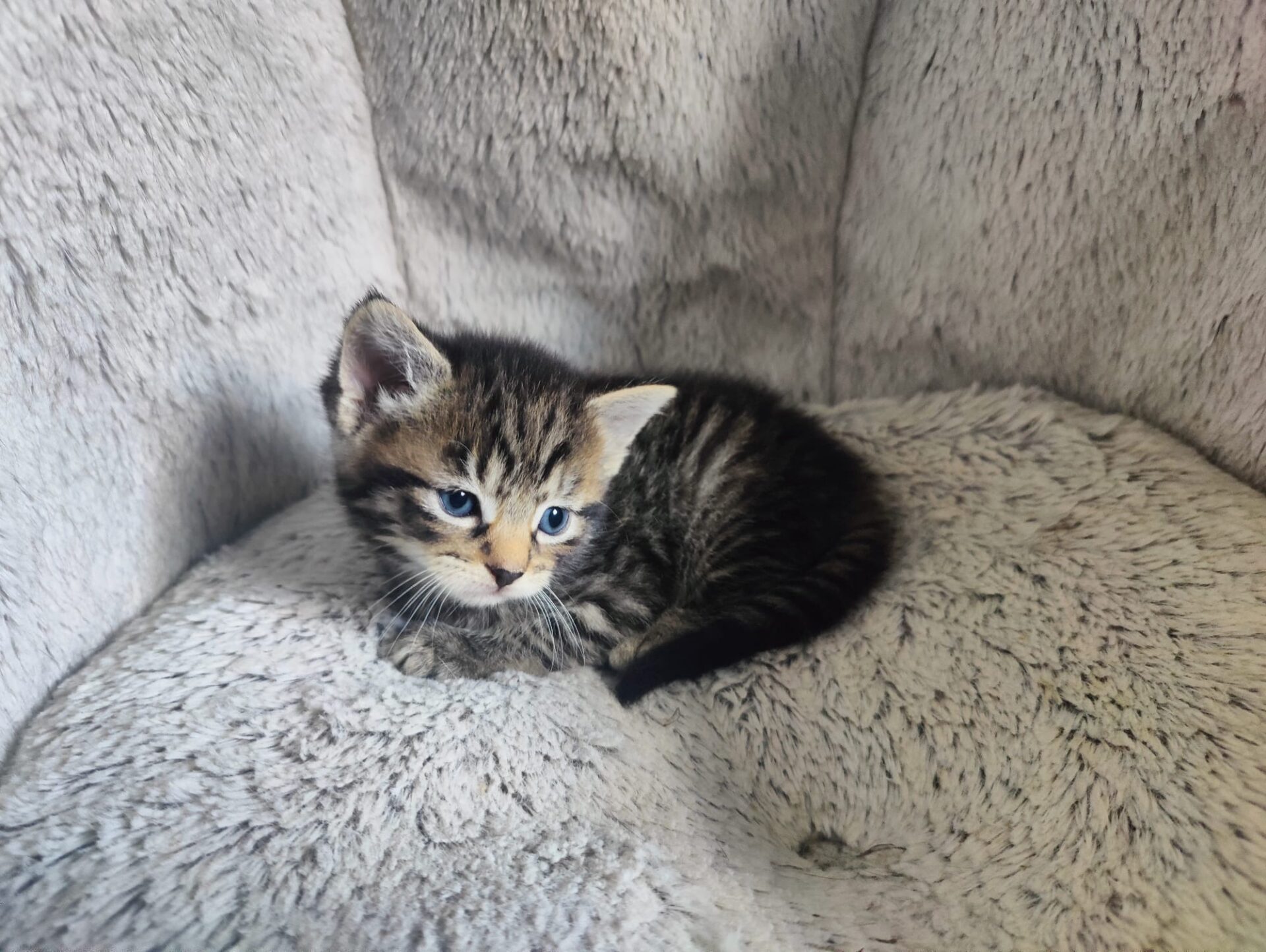 A small tabby kitten with blue eyes lies curled up on a soft, light grey, fluffy surface, looking slightly to the left.