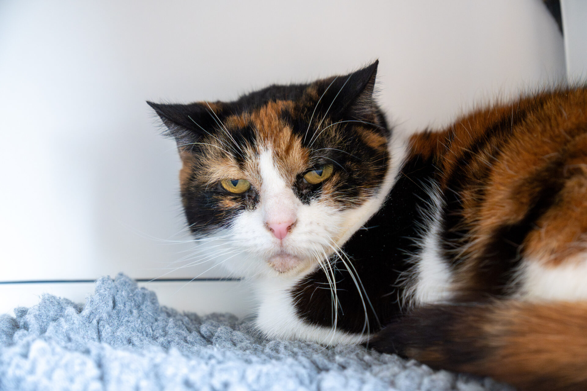 A calico cat with a white, orange, and black coat lies on a grey textured blanket, gazing forward with a calm, slightly sleepy expression.