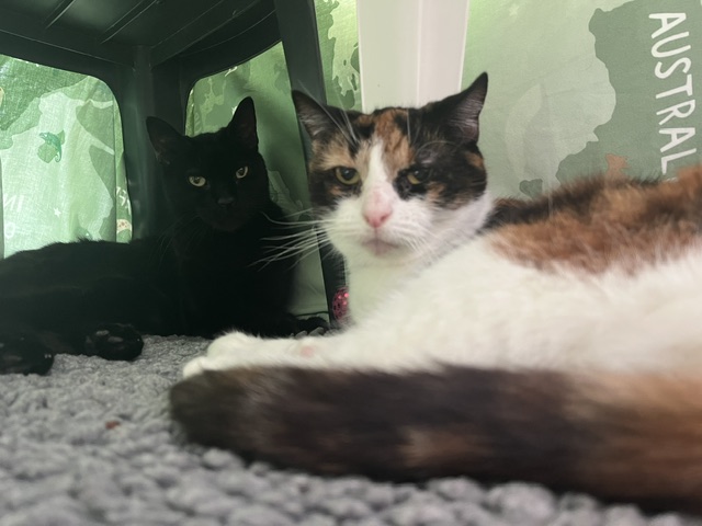 Two cats lying on a grey carpet. One is black and the other is a calico with white, brown, and orange fur. They are resting under a table or structure with green, map-like decor in the background.