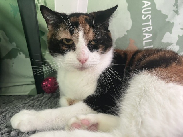 A calico cat with a serious expression lies on a grey blanket next to a pink sparkly ball, with part of the word AUSTRALIA visible in the background.