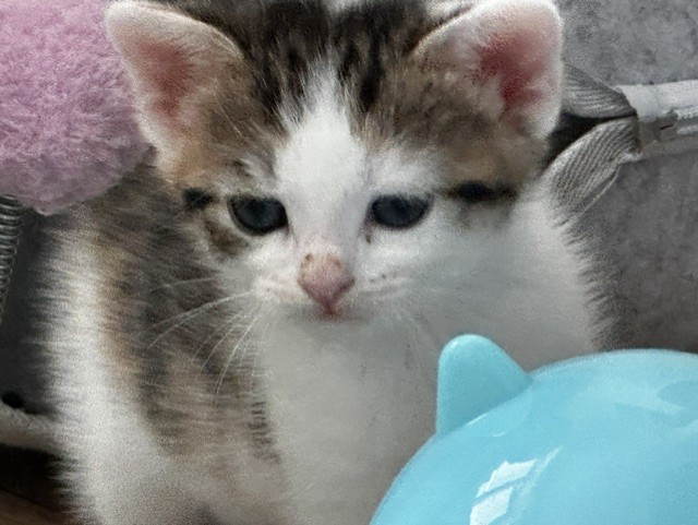 A small kitten with white and brown fur looks down near a shiny blue object shaped like a cat's head. A fluffy pink item is in the background.