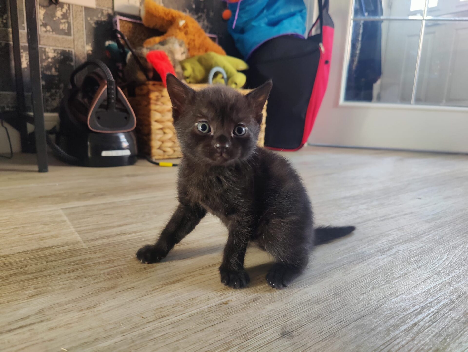 A small black kitten with blue eyes sits on a wooden floor indoors, looking at the camera. There are baskets, soft toys, and a door with glass panes in the background.