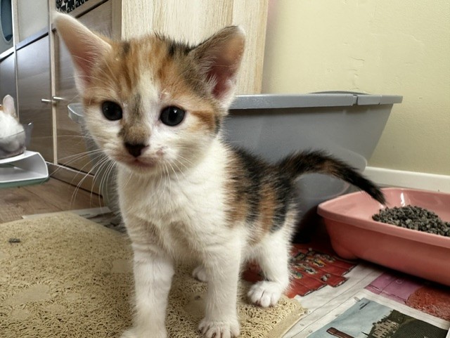 A small calico kitten stands on a mat near a litter tray, looking towards the camera. The background includes a grey litter tray and a tray of cat litter on newspaper.