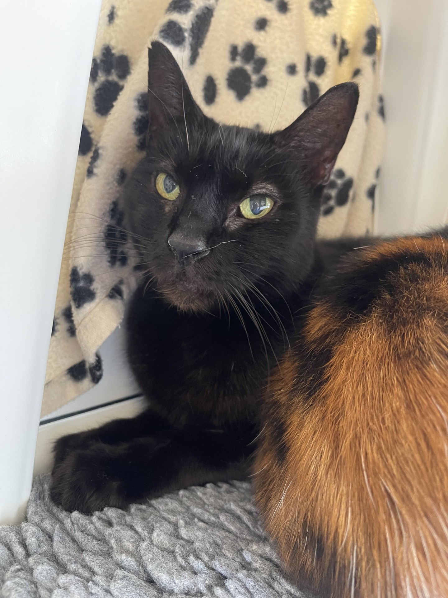 A black cat with green eyes lies on a grey mat next to a tortoiseshell cat, with a white blanket with black paw prints in the background.